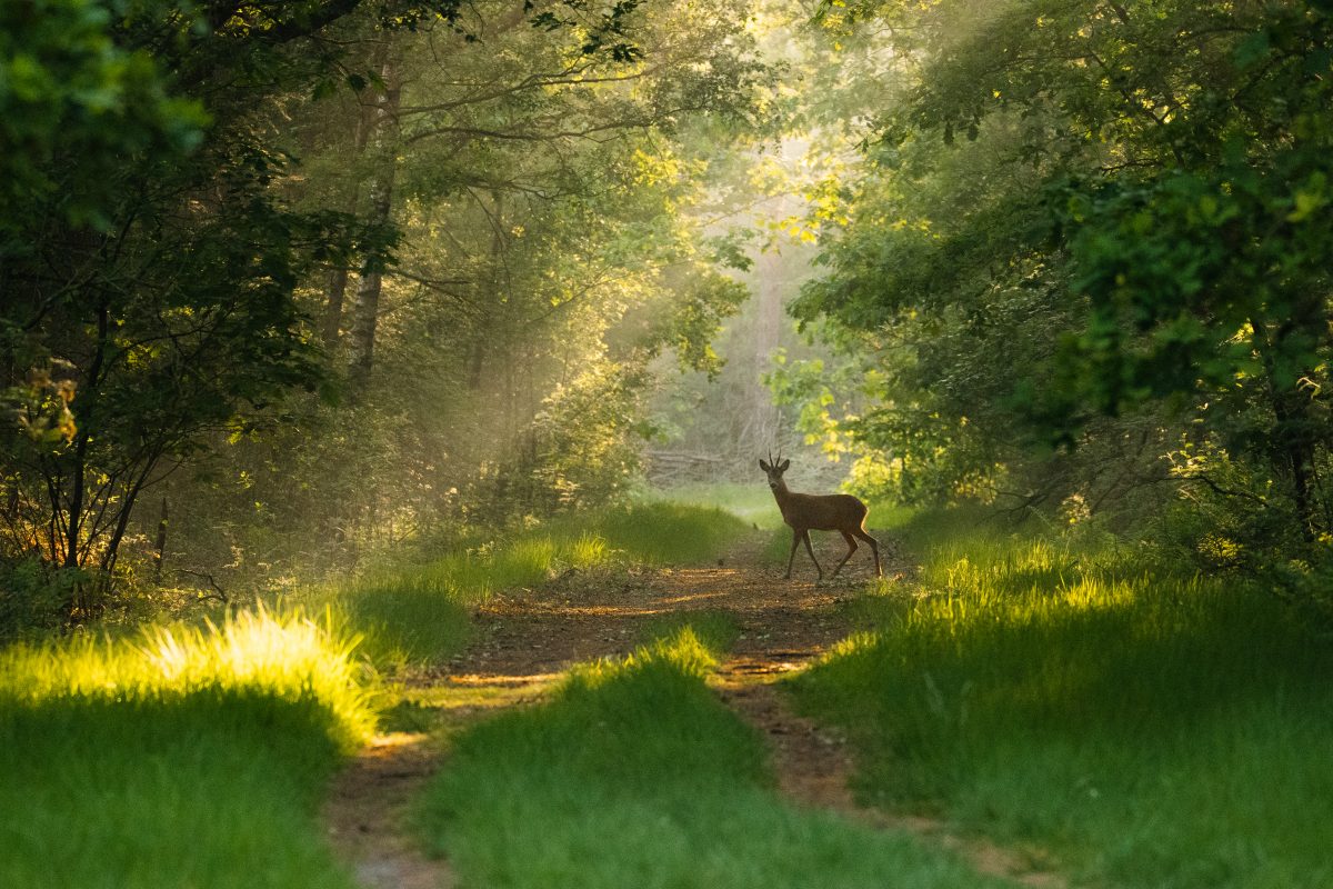 een dier in een bos